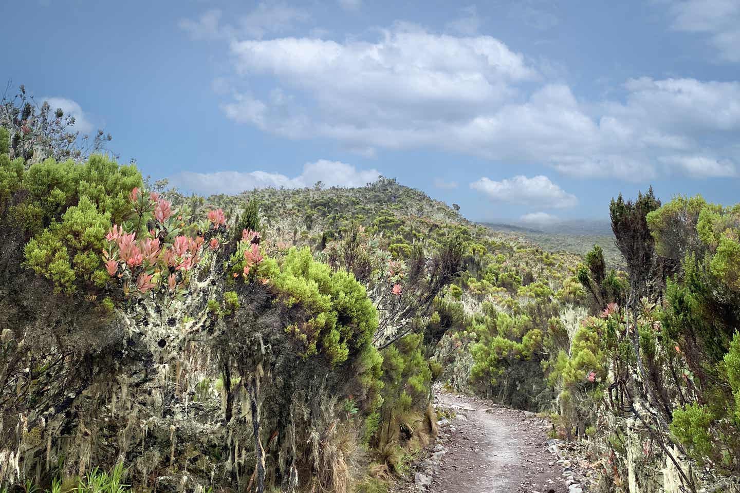 Tropische grüne Wälder und Hügel des Kilimandscharo auf der Machame-Route.