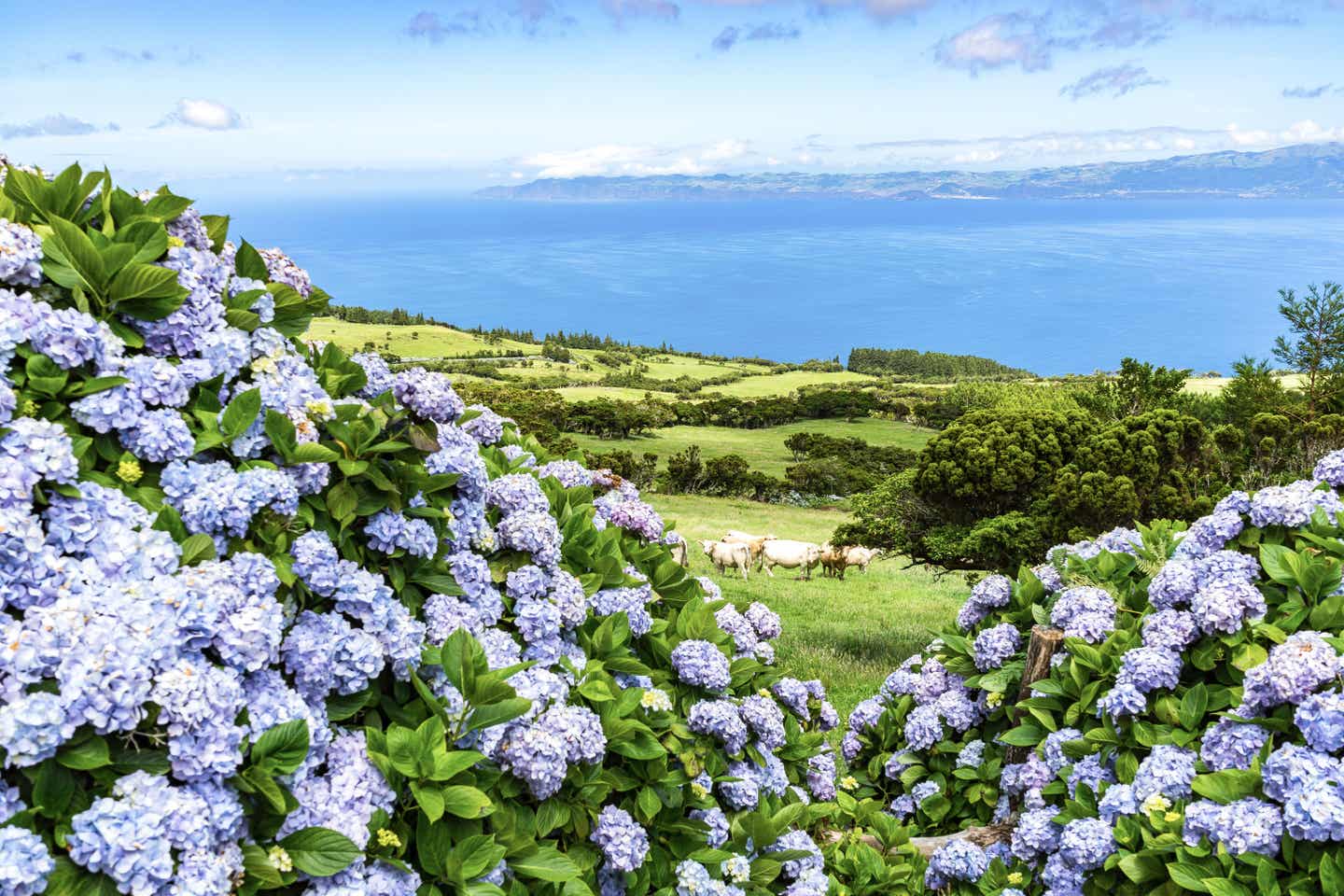 Malerischer Blick auf die blühende Natur der Azoren zur besten Reisezeit