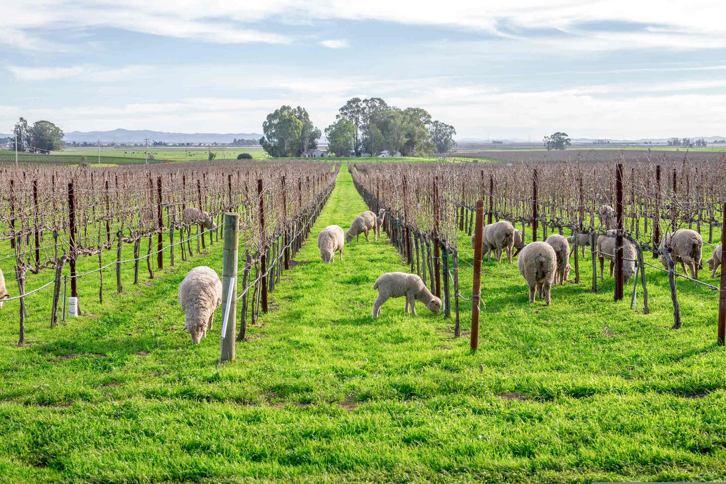 Kalifornien: Schafe zwischen den Weinreben in Napa Valley