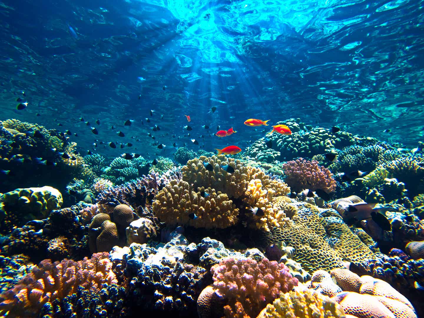 Korallenriff im Roten Meer