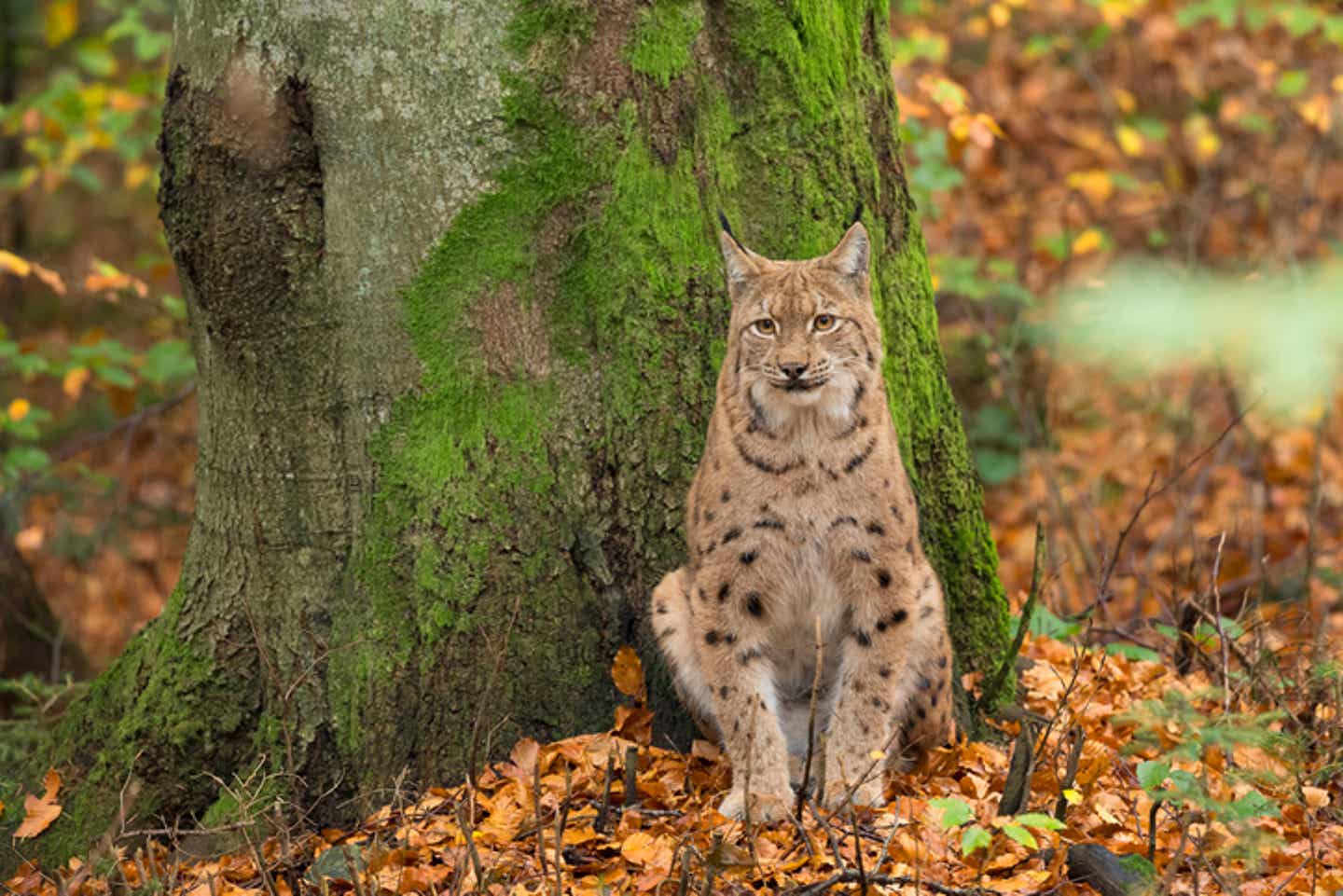 Der Bayerischer Wald: das Zuhause von Bären, Luchsen, Wildkatzen u.v.m