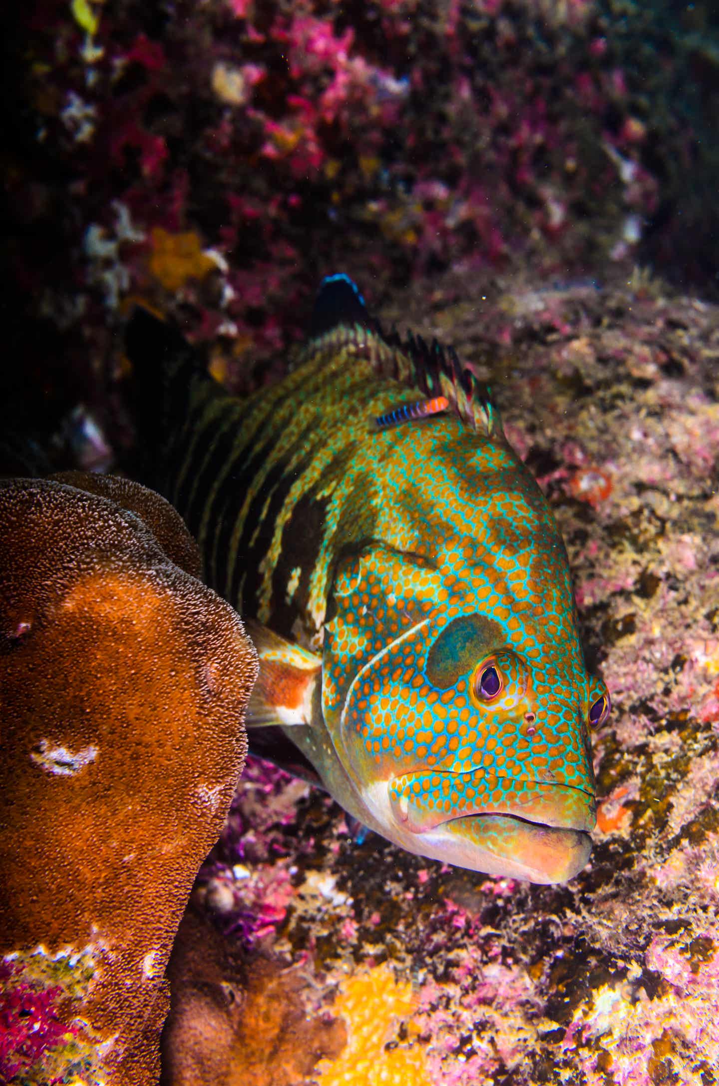 Los Cabos Sehenswürdigkeiten: Biodiversität 