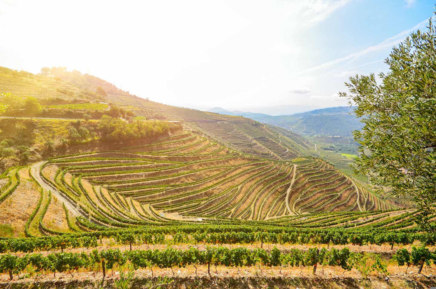 Die Weinhänge im Tal des Duoro