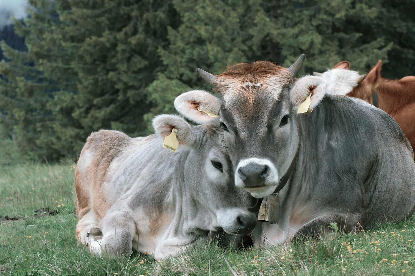 Meran Urlaub mit DERTOUR. Nahaufnahme von Kühen auf einer Bergwiese