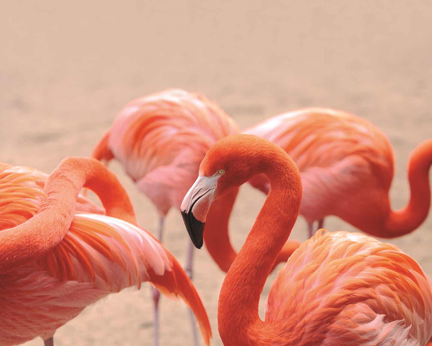 Bahamas Flora und Fauna Flamingos