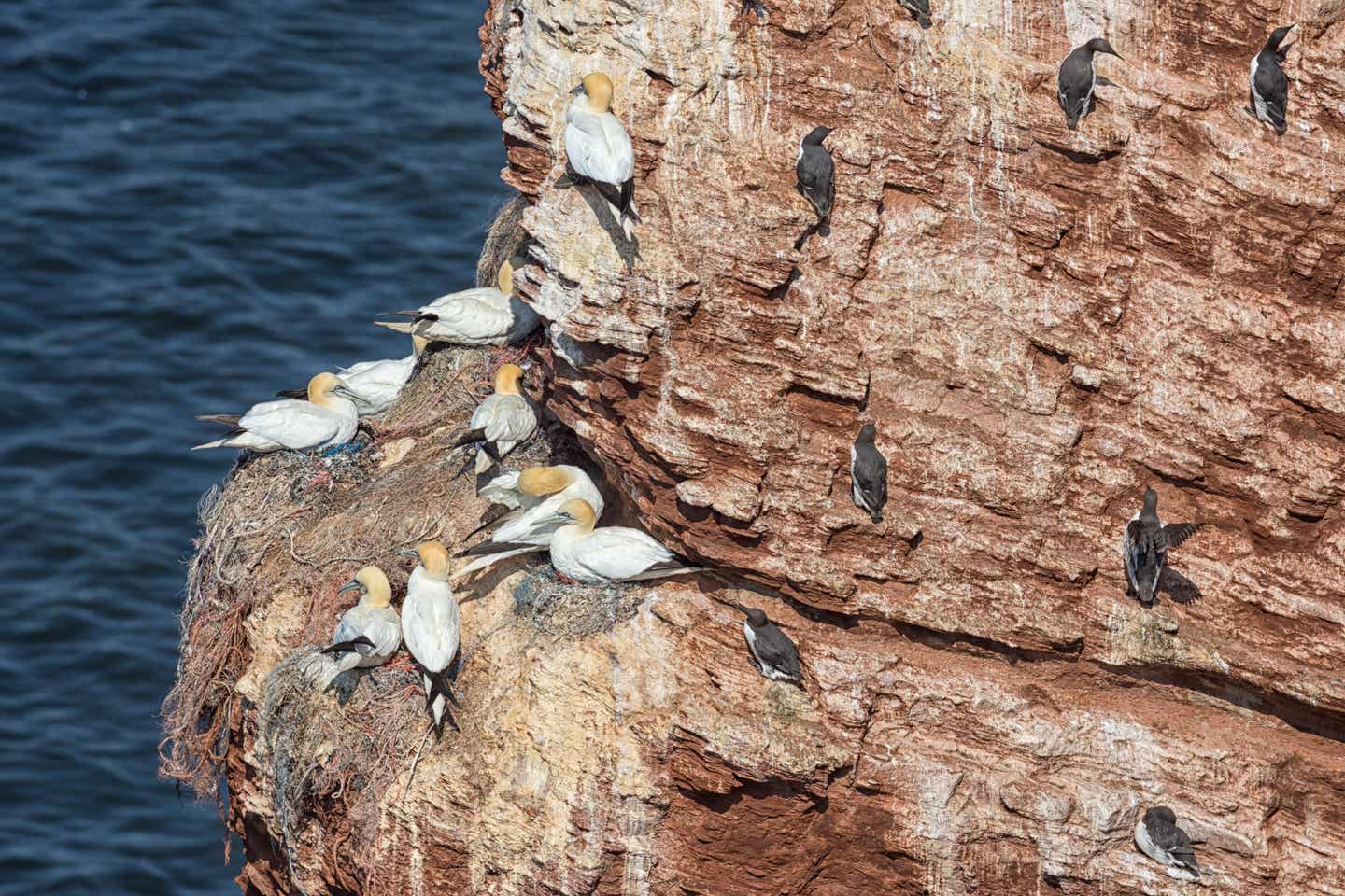 Urlaub auf Helgoland – Seevögel auf Helgoland