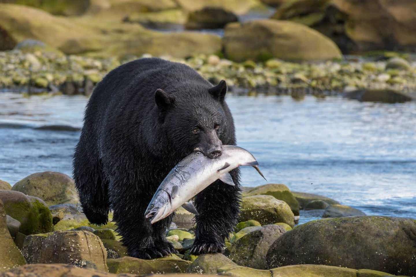 Bär mit Lachs