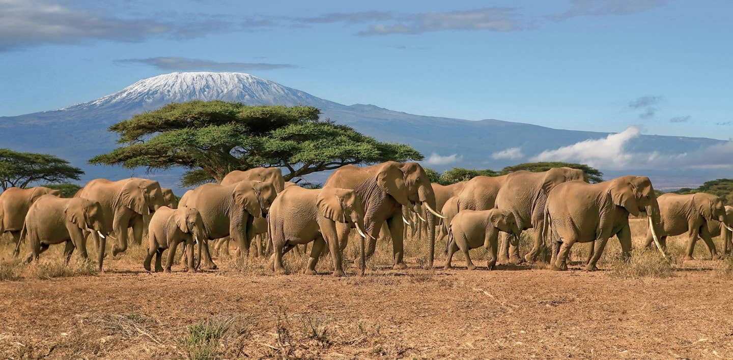 Tansania – afrikanische Elefanten vor dem Kilimandscharo Tansania – afrikanische Elefanten vor dem Kilimandscharo