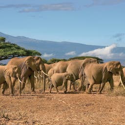 afrika-tansania-kilimanjaro-elefanten-g-817219148.jpg