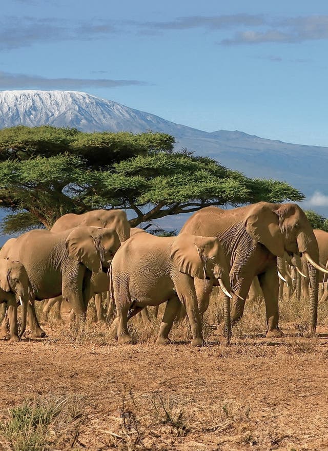 Tansania Urlaub Tansania – afrikanische Elefanten vor dem Kilimandscharo