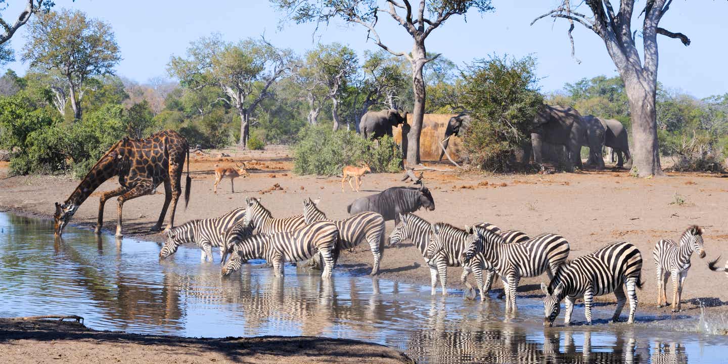 Zebras und Giraffen am Wasserloch in der Trockenzeit, Krüger Nationalpark