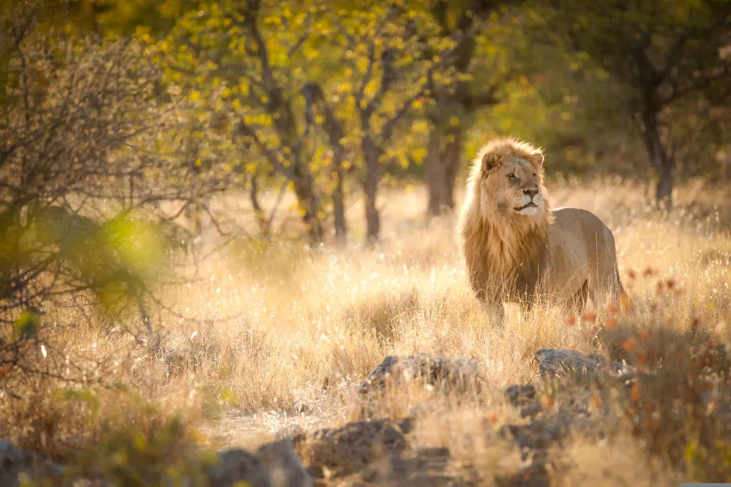 Namibias Nationalparks: Löwe in freier Wildbahn