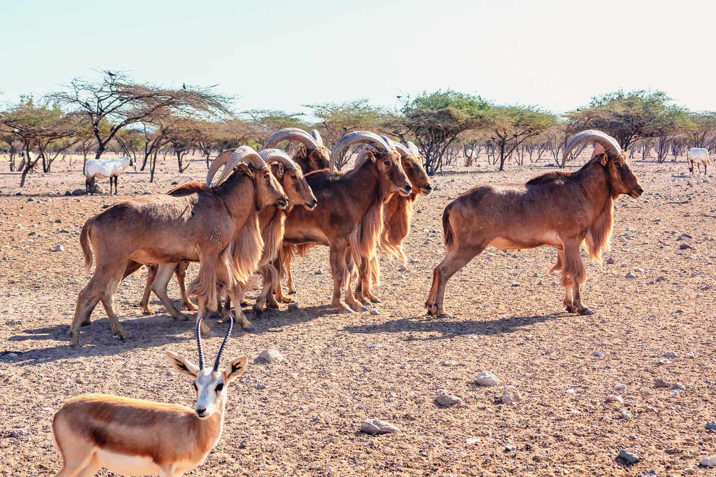 Mähnenspringer im Sir Bani Yas Wildlife Park