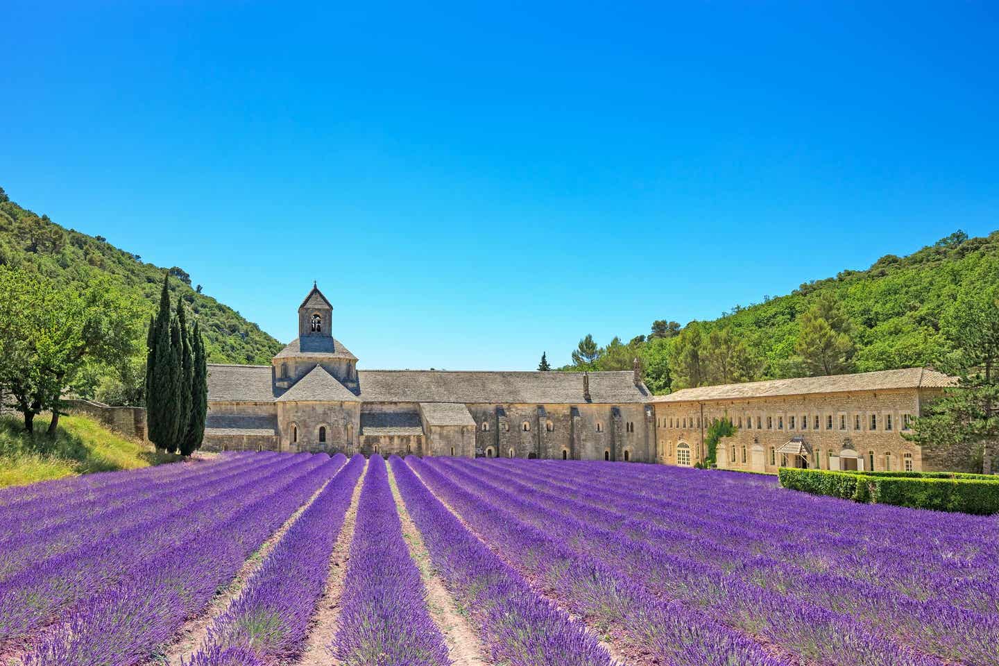 Provence Highlights: Lavendelfeld vor Kirche