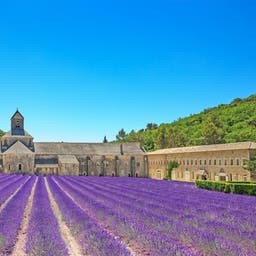 frankreich-provence-lavendel-feld-t-177710126.jpg