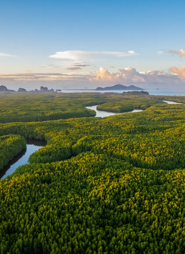 Nachhaltigerer Urlaub Die Mangroven in der thailändischen Trang-Provinz
