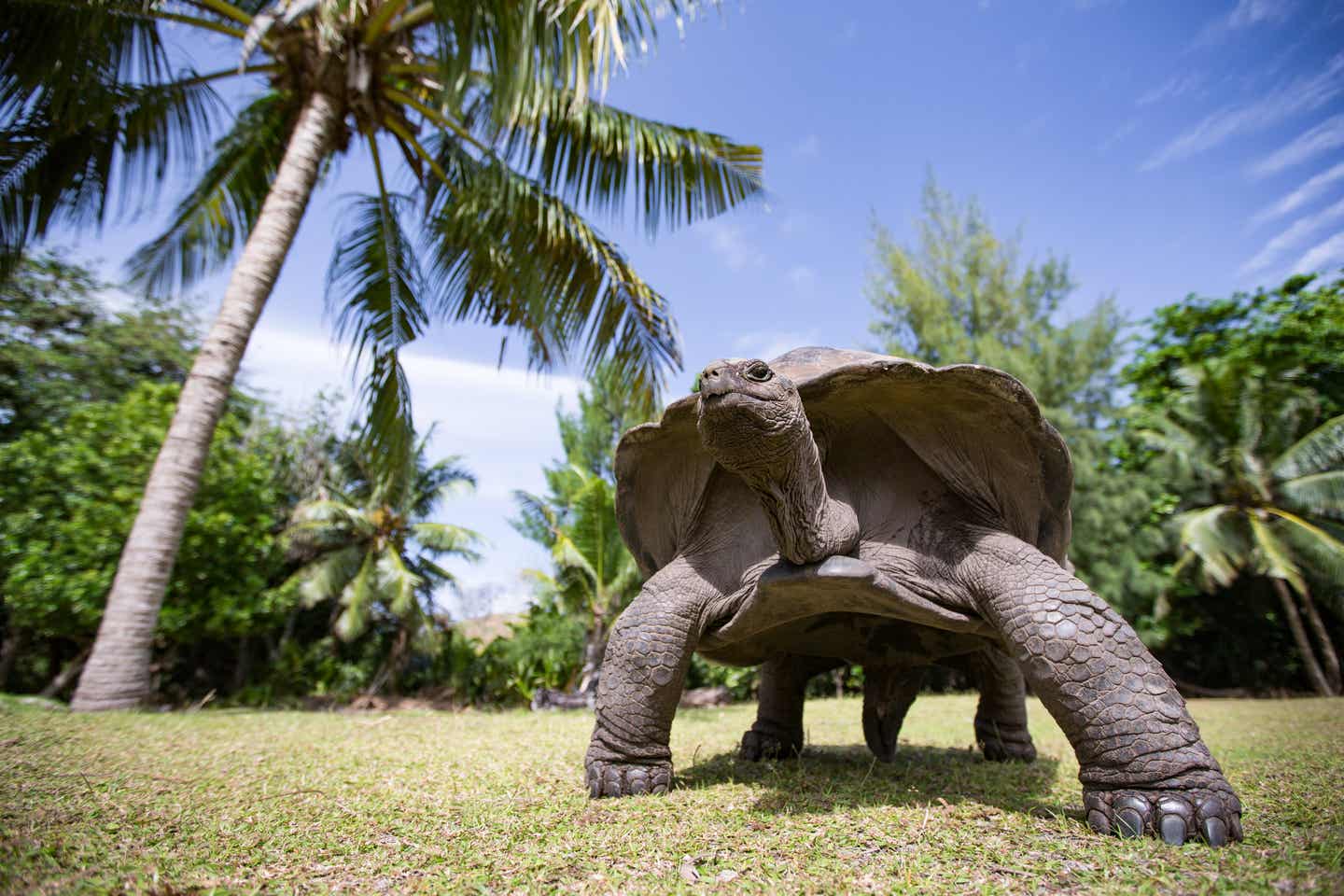 Seychellen-Schildkröte in freier Wildbahn