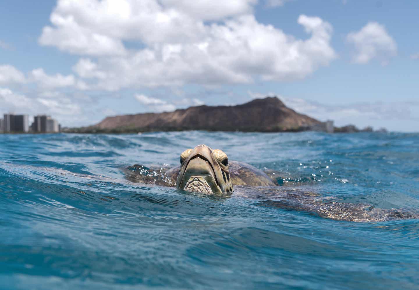 Oahu Urlaub mit DERTOUR. Seeschildkröte schwimmt im Meer vor Waikiki