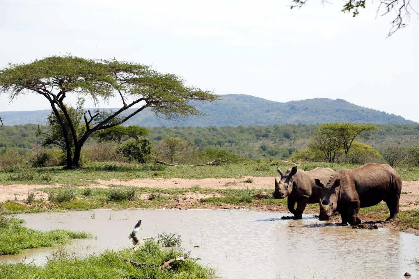 Nashörner unterwegs in Südafrika