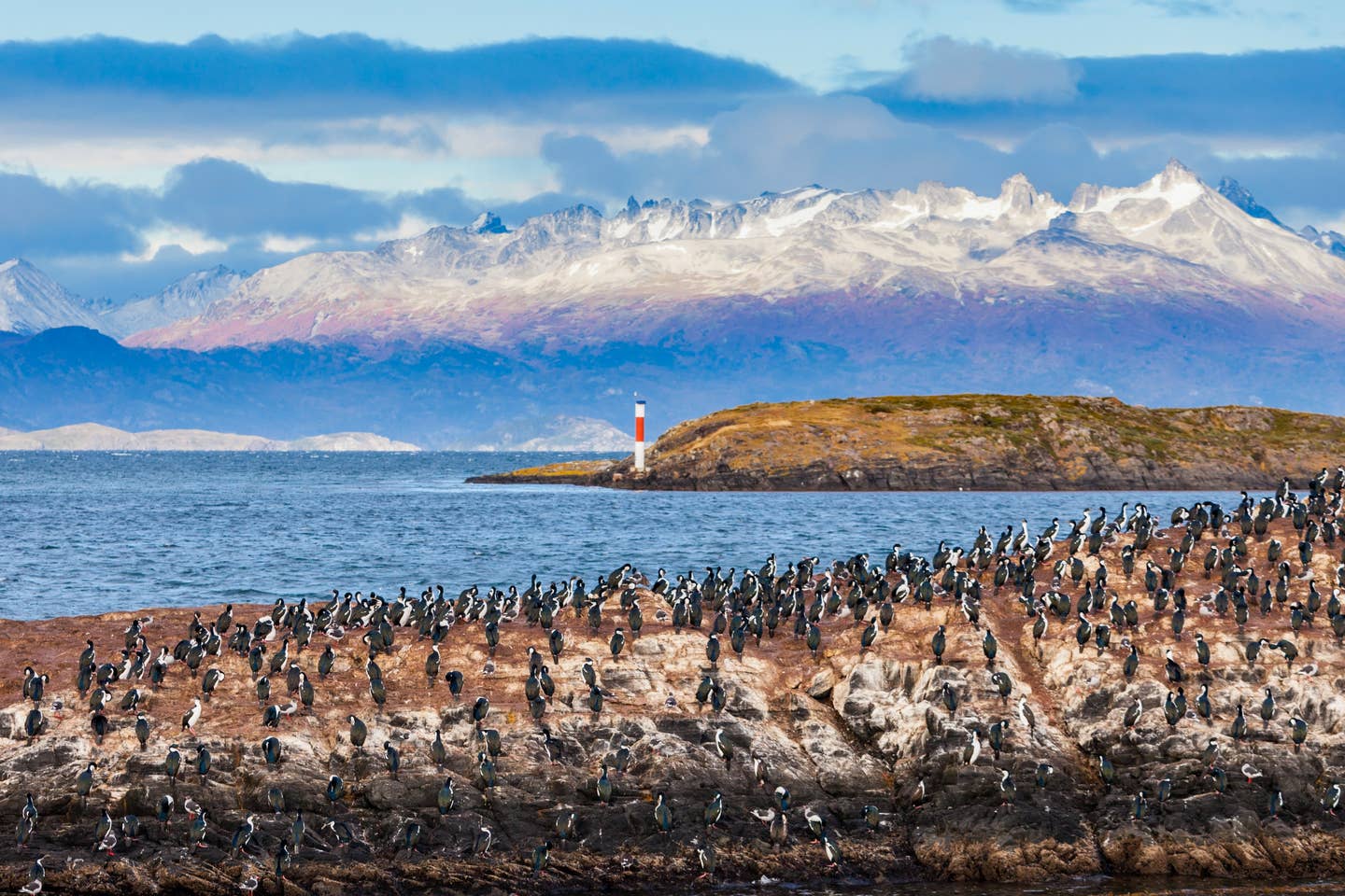 Rundreisen Patagonien: Pinguine vor dem Beagle-Kanal bei Ushuaia in Patagonien
