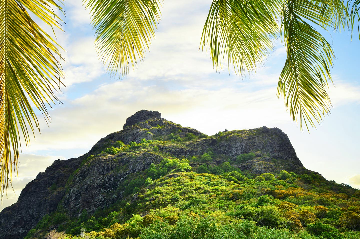 Der grün bewachsene Berg Morne Brabant auf Mauritius durch Palmenwedel hindurch fotografiert.