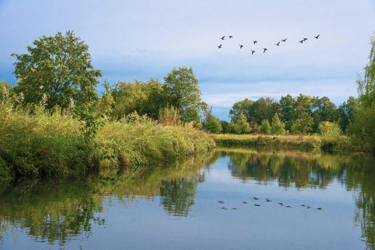 Spreewald Urlaub mit DERTOUR. Gänse fliegen über eine ursprüngliche Flusslandschaft im Spreewald