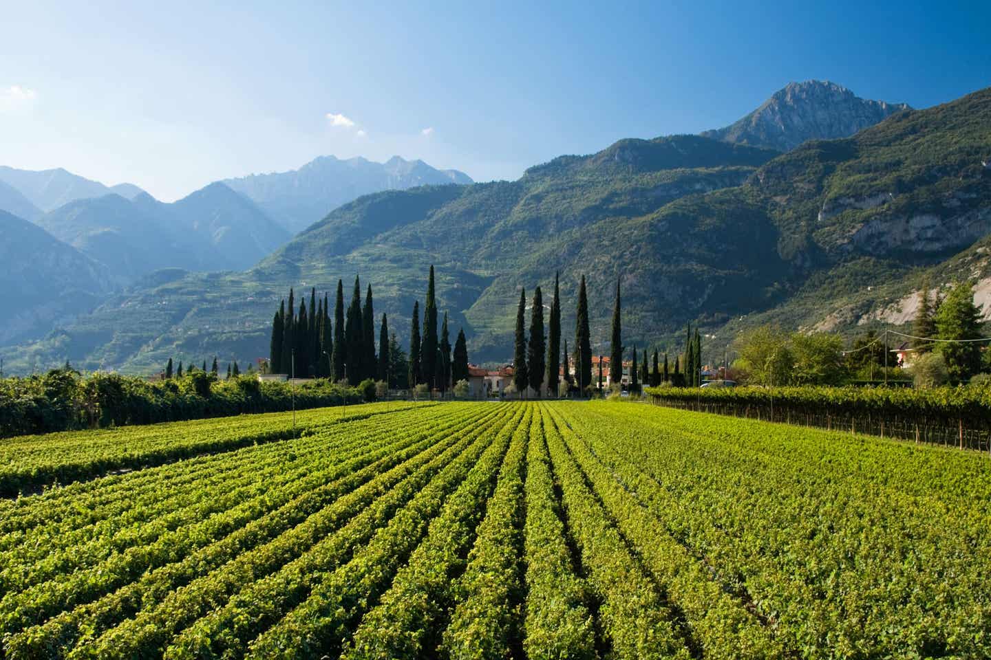 Italienisches Weingut in Südtirol