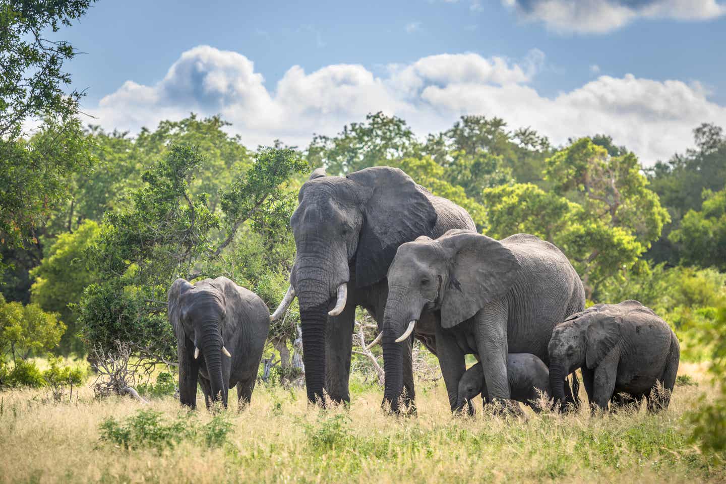 Elefantenfamilie im Krüger-Nationalpark, Südafrika