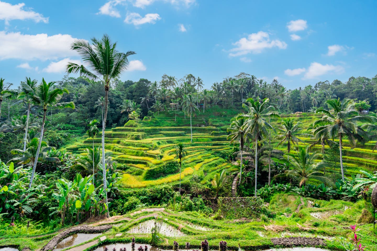 Beste Reisezeit Bali: Tegalalang-Reisterrassen