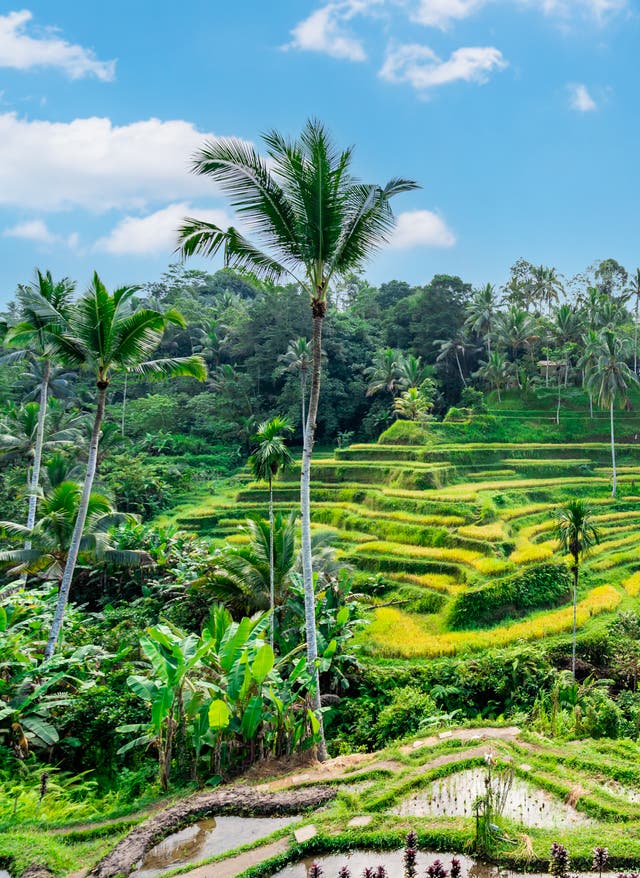 Die beste Reisezeit: Balis Wetter, Klima und Regenzeit Beste Reisezeit Bali: Tegalalang-Reisterrassen