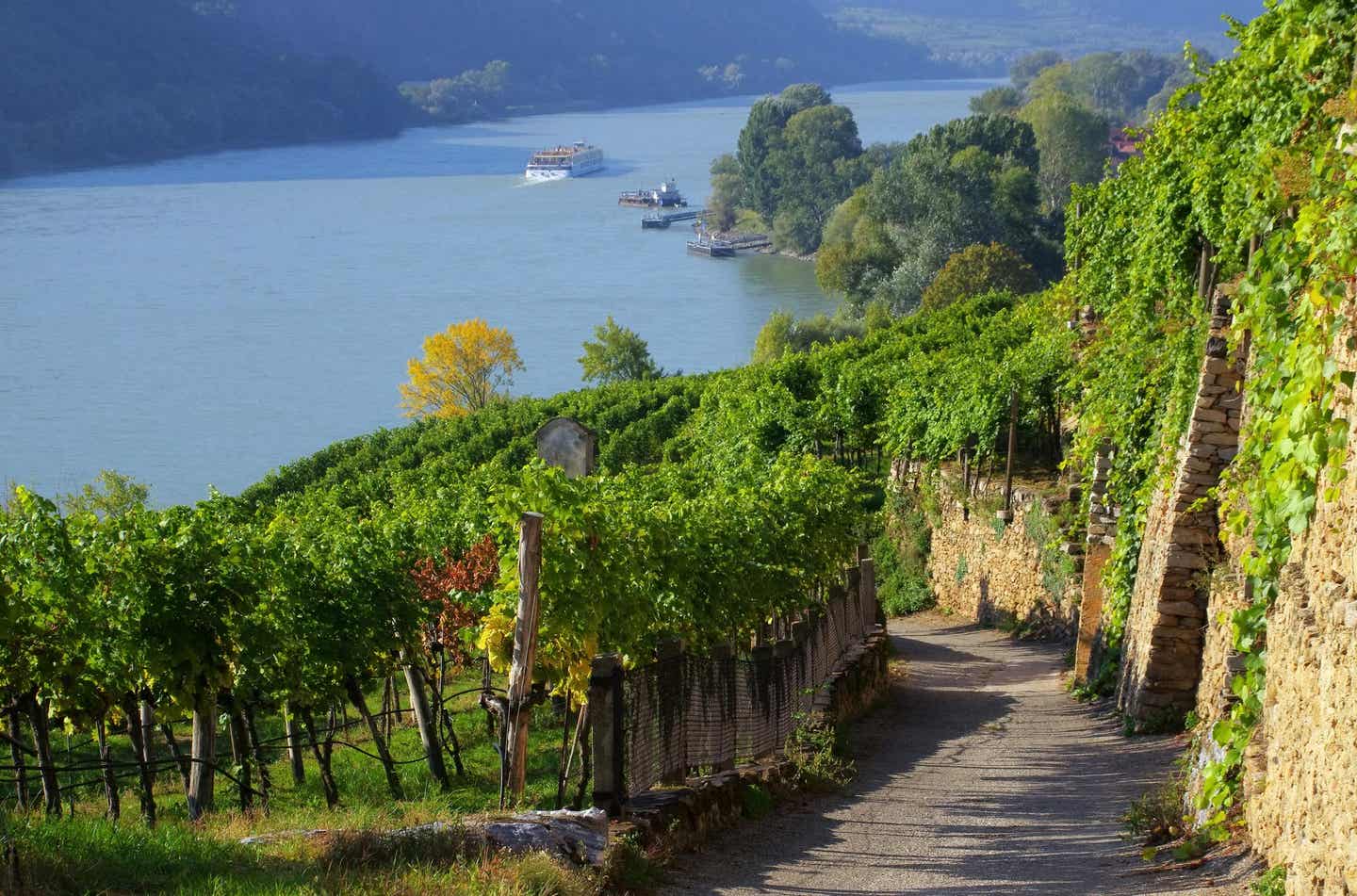 Weinberg-Wachau
