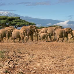 afrika-tansania-kilimanjaro-elefanten-g-817219148.jpg