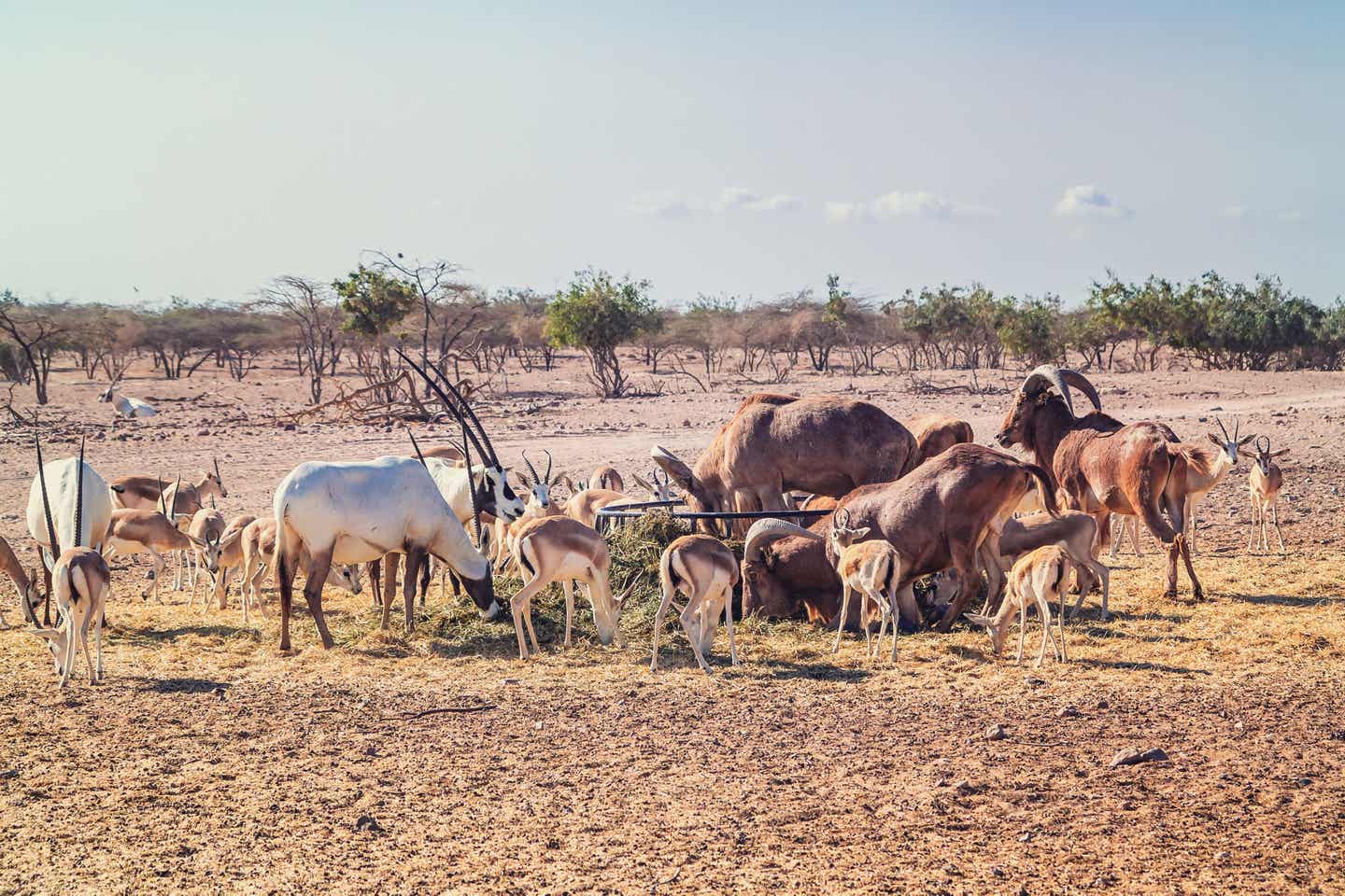 Fütterung im Sir Bani Yas Wildlife Park