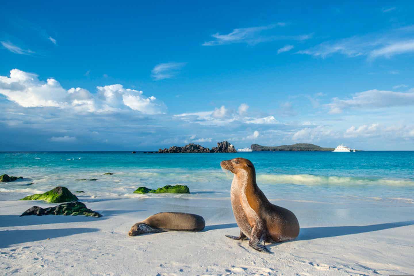 Seelöwen liegen am Strand im Nationalpark auf den Galapagos-Inseln