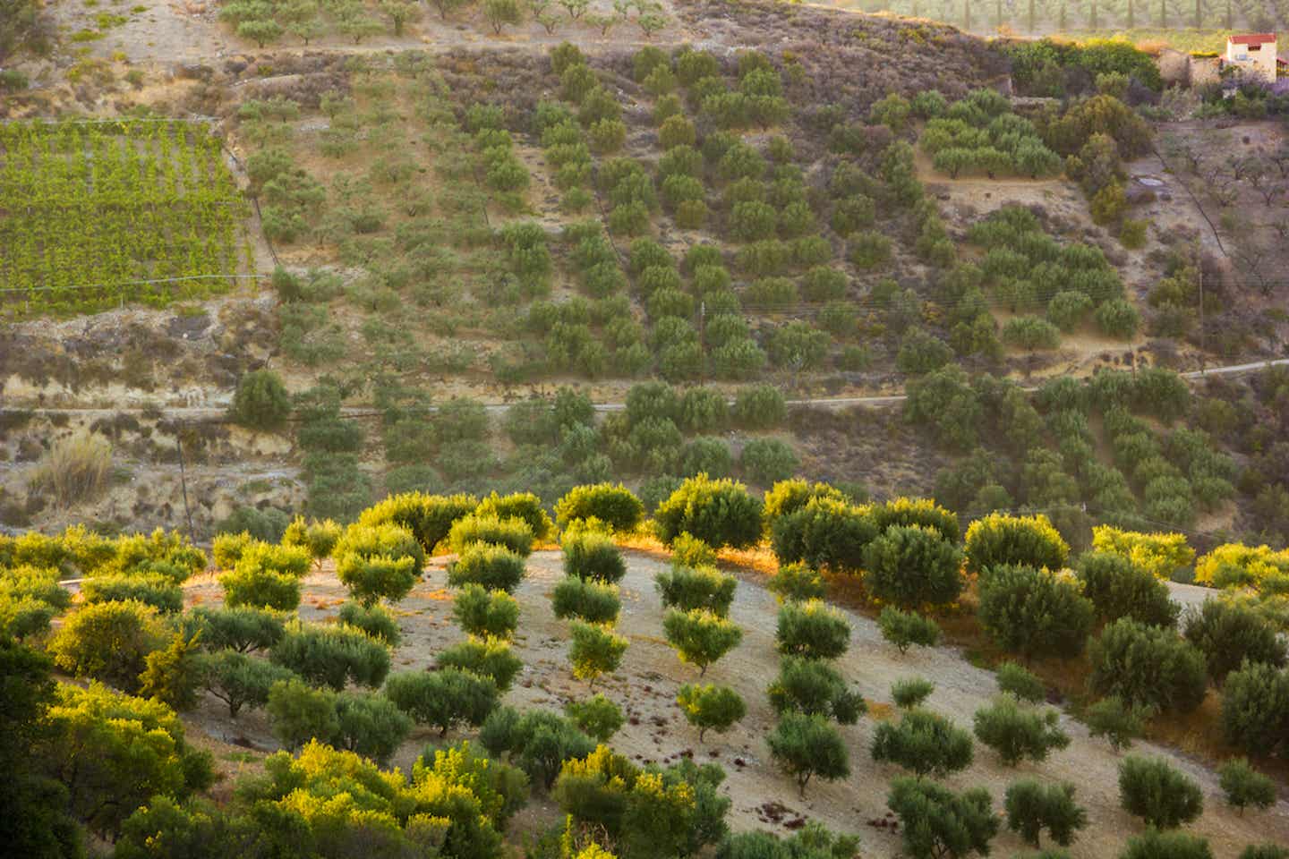 Weinberge und Olivenbäume vor Heraklion