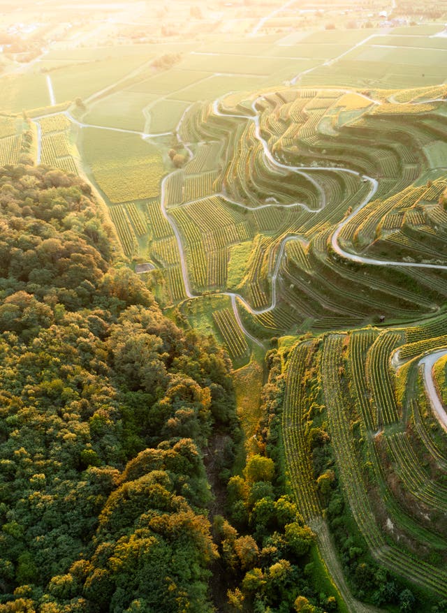 Weinregionen in Deutschland Weinregionen in Deutschland