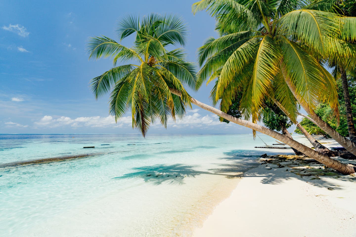  Reisekalender Februar: Strand auf den Malediven mit Palme