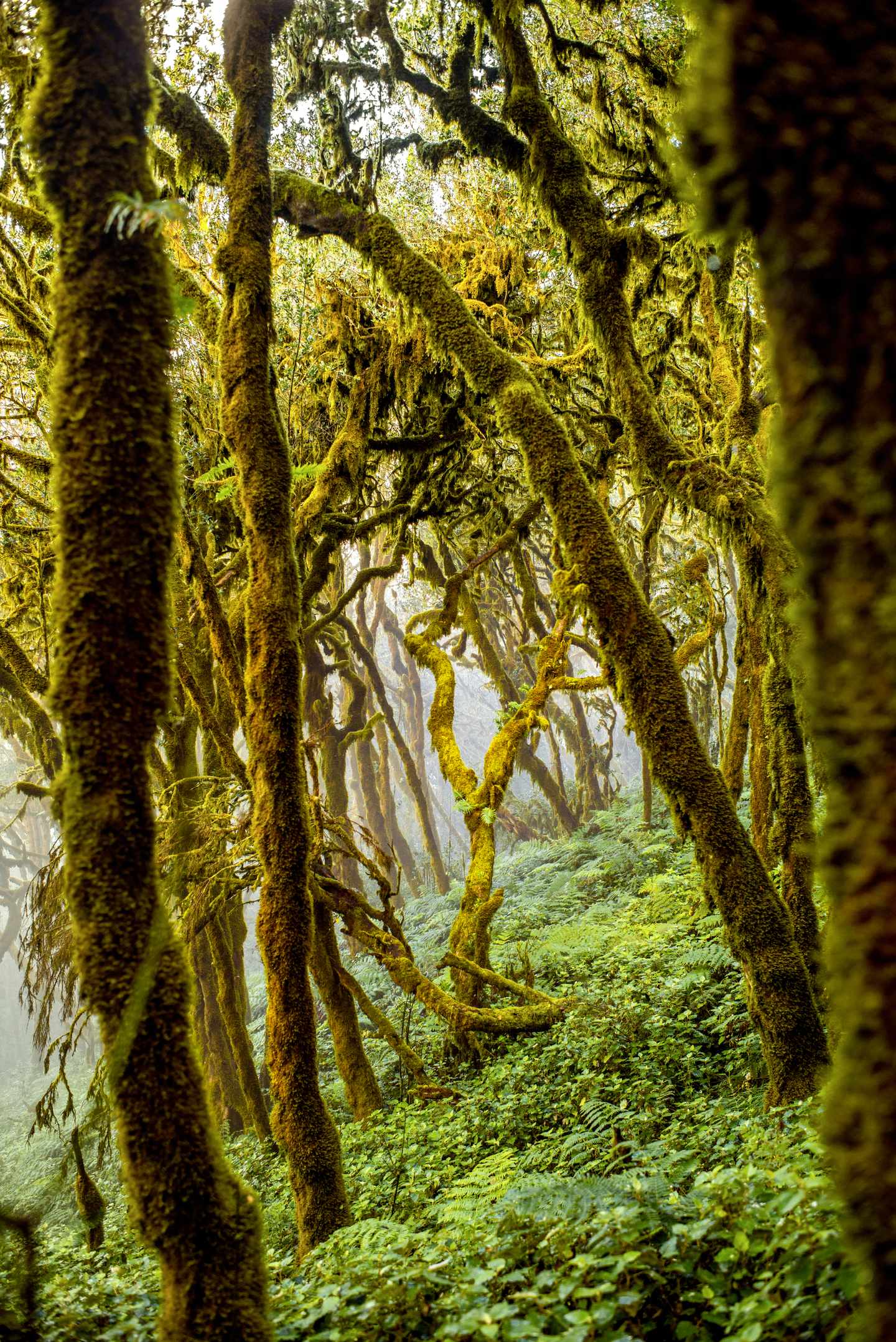 Wald mit vielen Bäumen im Evergreen Forest auf La Gomera