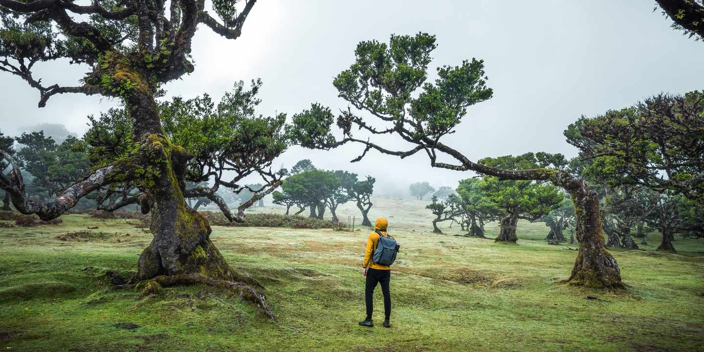 Wanderer zwischen knorrigen Lorbeerbäumen im nebligen Fanal-Wald auf Madeira 