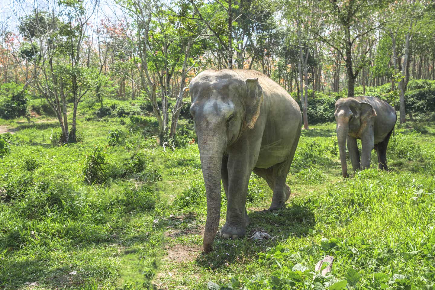Elefanten ziehen durch den Wald in Nordthailand