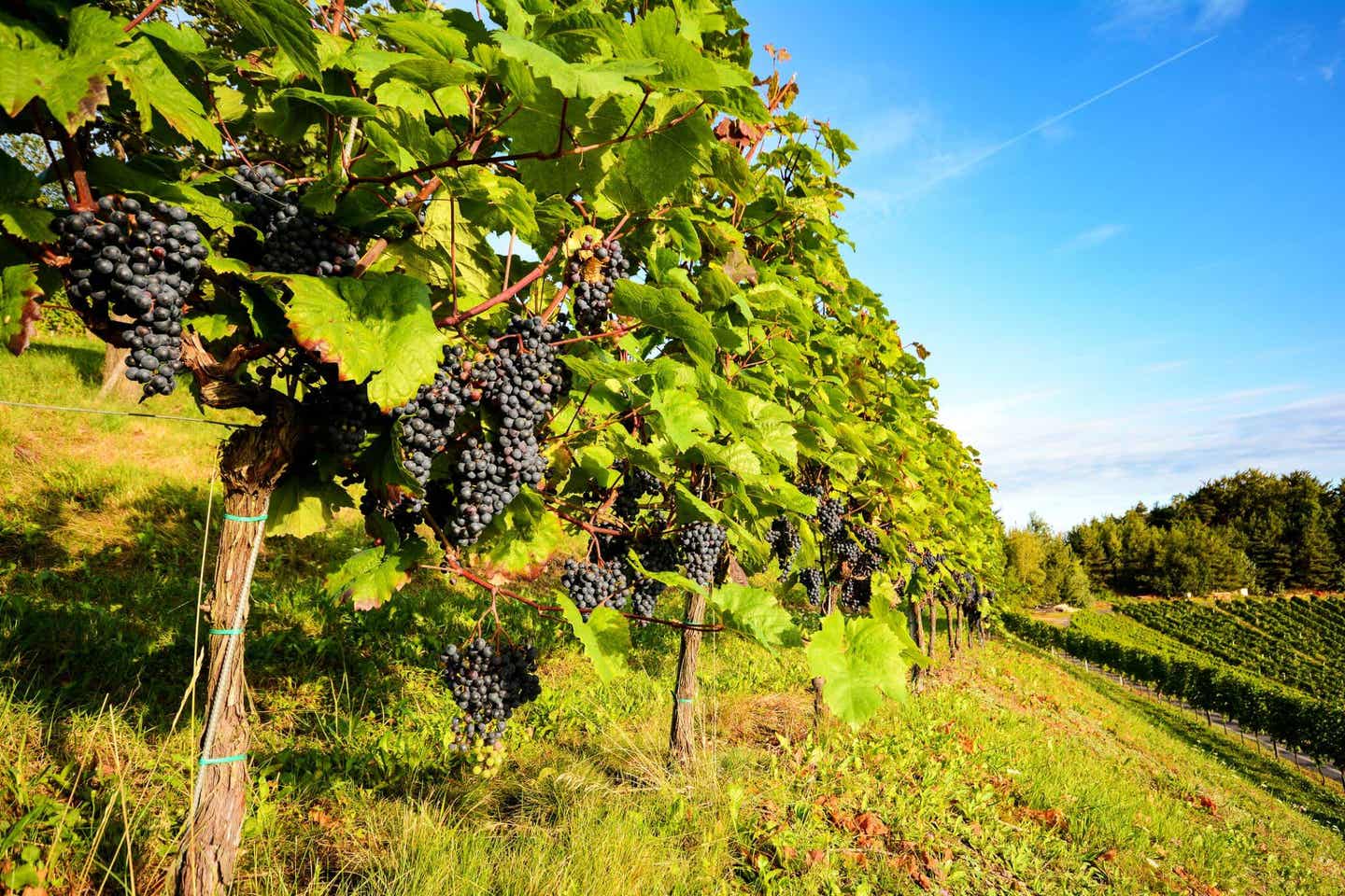 Die schönsten Wanderregionen: Weinreben in der Steiermark