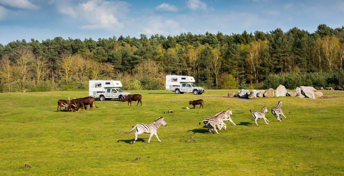 Serengeti-Park mit galoppierenden Zebras und Safari-Jeeps