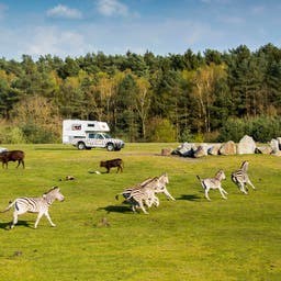 deutschland-serengeti-park-hodenhagen-zebras-vor-wohnmobilen_v2.jpg