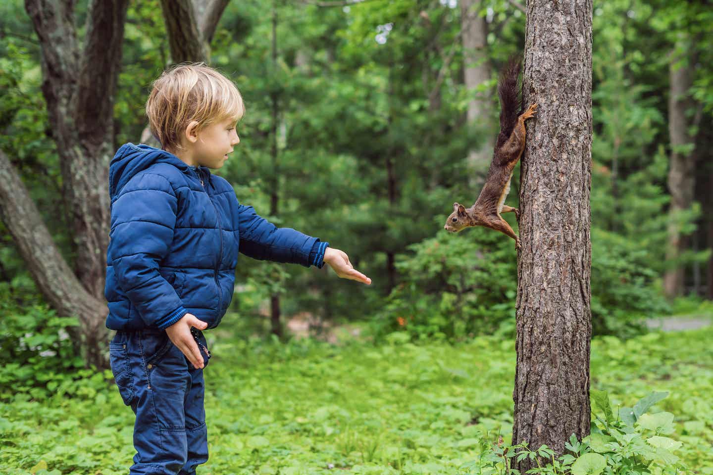 Kleiner Junge hält einem Eichhörnchen die Hand hin 