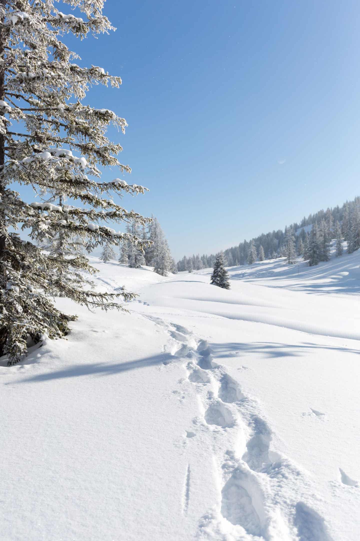 Spuren im Schnee in Österreich 