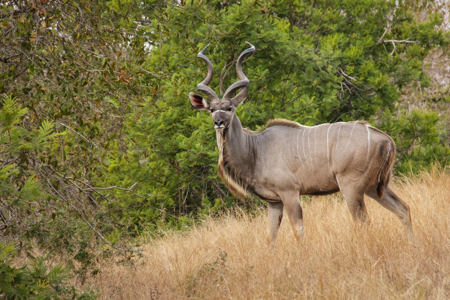 Kudu Bulle gesichtet im Krüger Nationalpark