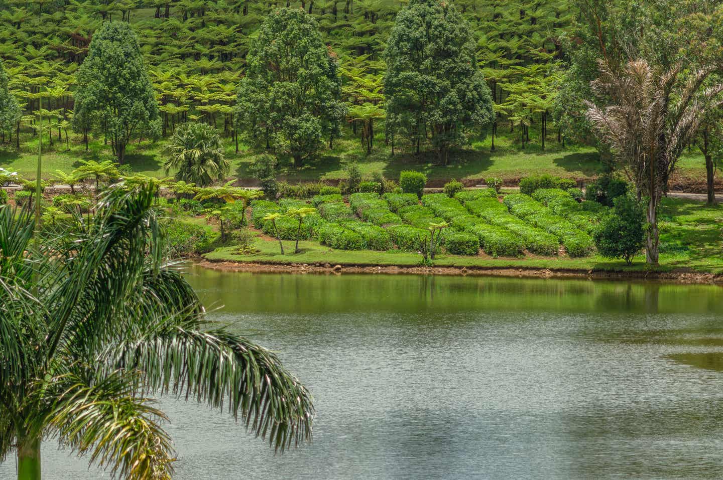 Mauritius: Bois Cheri