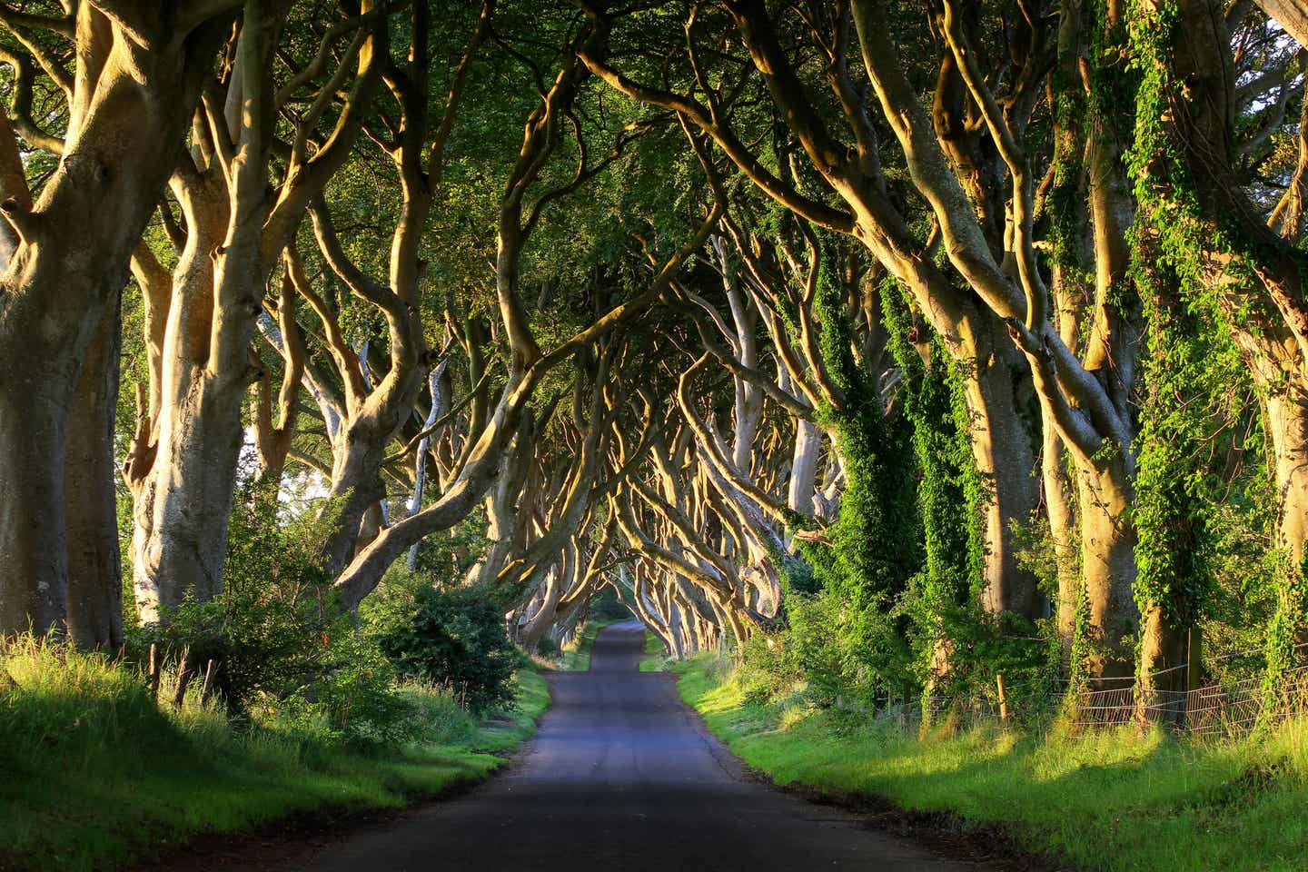 Dark Hedges in Nordirland: Sehenswürdigkeiten der Natur