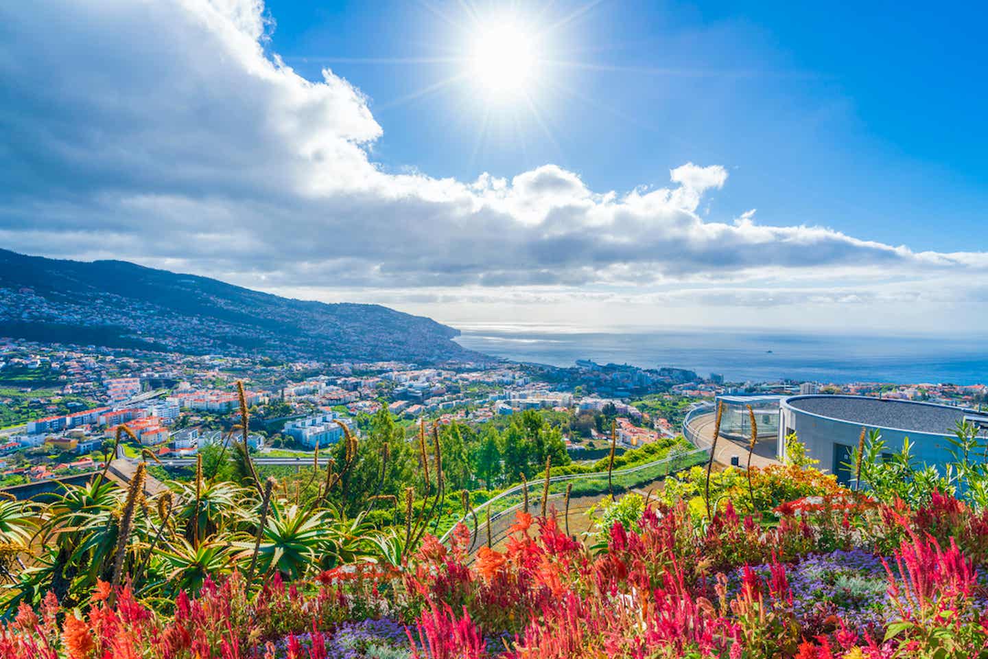 Blühende Blumen auf Madeira