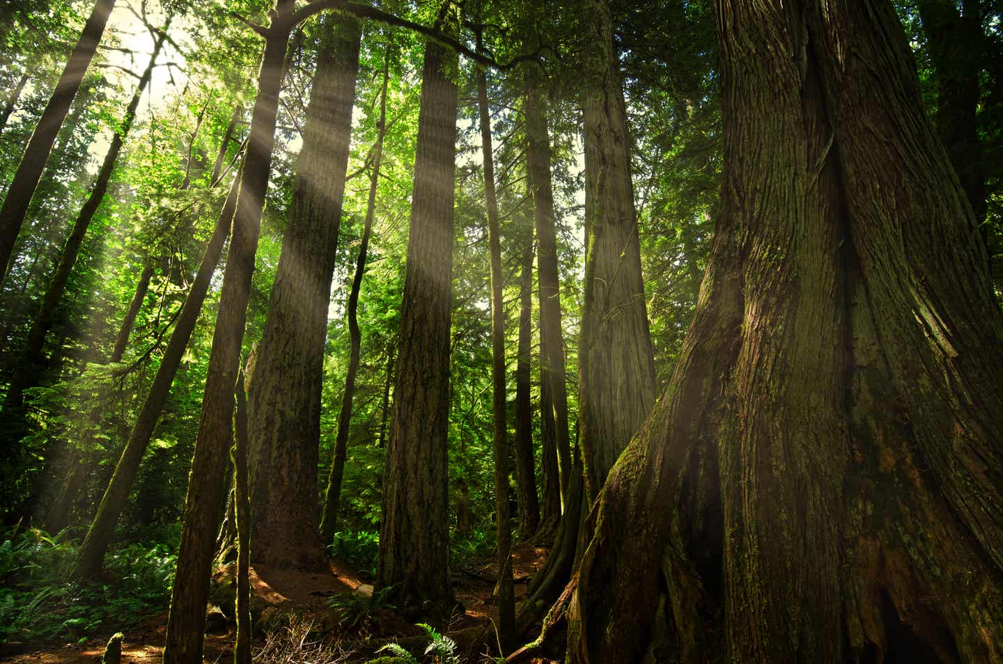 Cathedral Grove